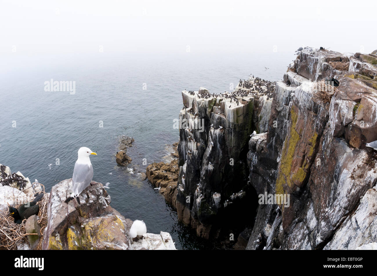 Un ampio panorama di uccelli marini (compresi i kittiwakes, shags, razorbills e guillemots) allevamento sulle scogliere di farne interna, farne è Foto Stock