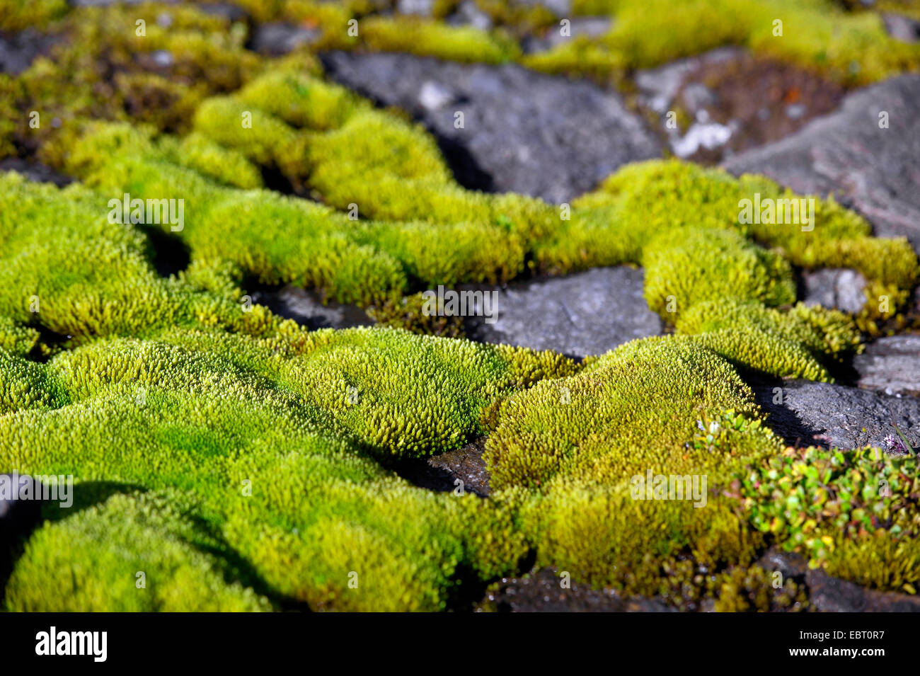 Moss su pietre, Francia, Savoie, Parco Nazionale della Vanoise Foto Stock