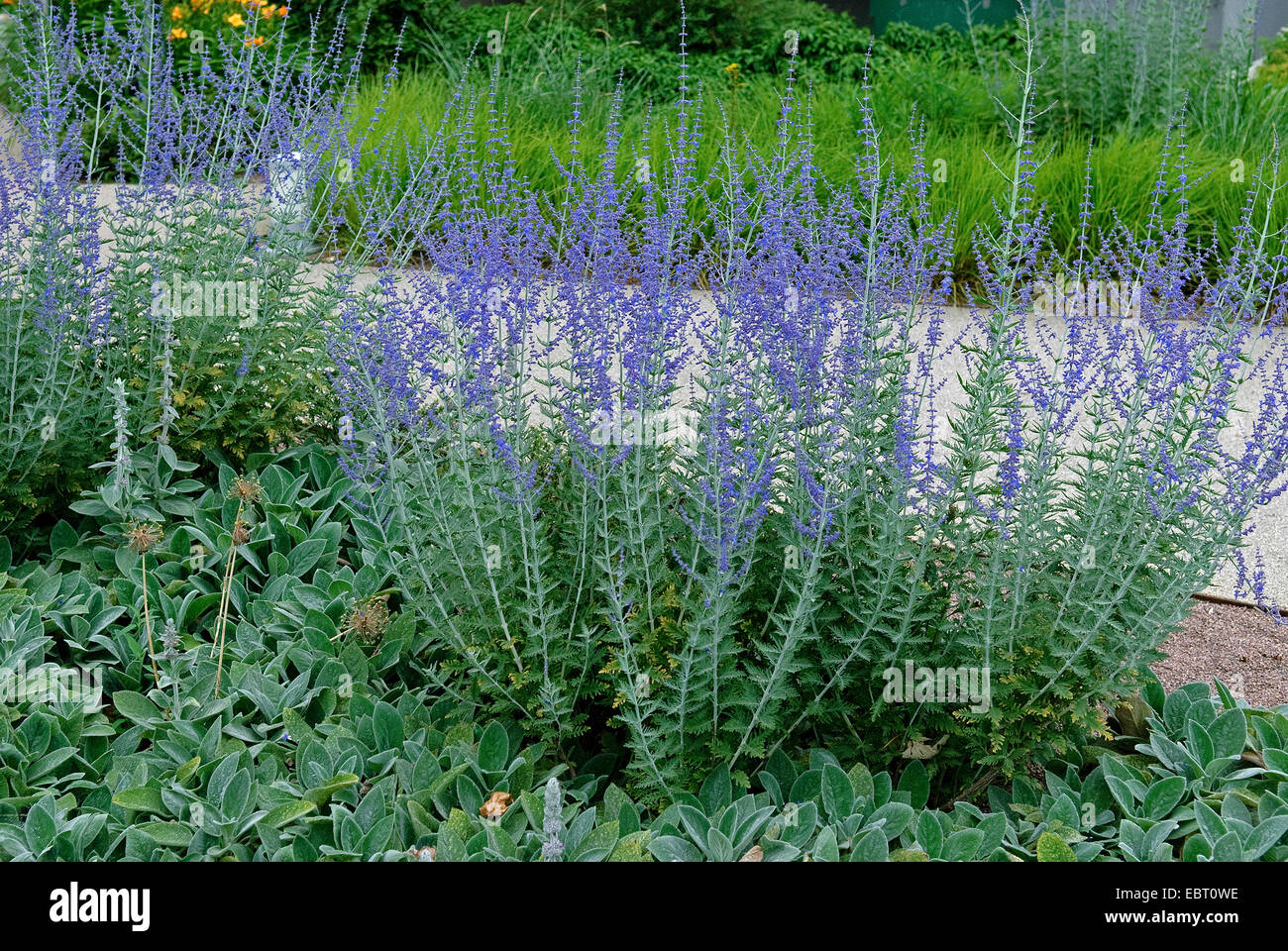 Il russo salvia (Perovskia abrotanoides 'Little guglia', Perovskia abrotanoides poco guglia), cultivar poco guglia Foto Stock