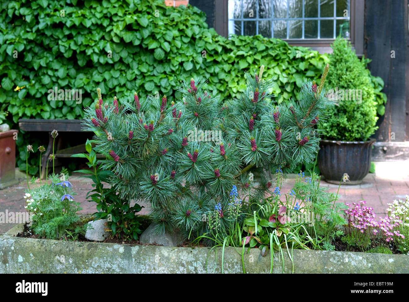 Bianco giapponese pine (Pinus parviflora 'Negishi', Pinus parviflora Negishi), cultivar Negishi Foto Stock