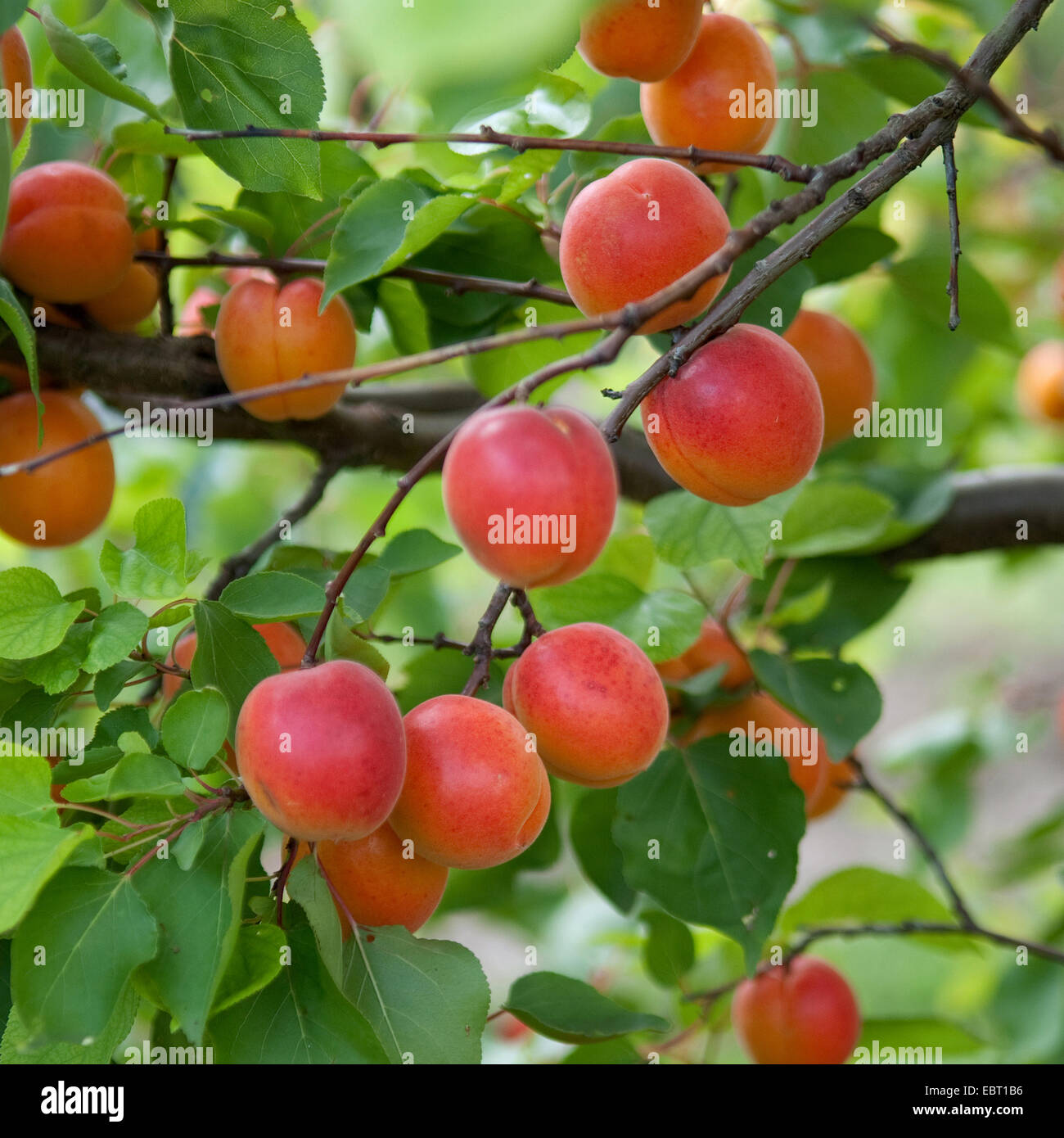 Albero di albicocche (Prunus armeniaca 'Pinkcot', Prunus armeniaca Pinkcot), cultivar Pinkcot, albicocche su una struttura ad albero Foto Stock