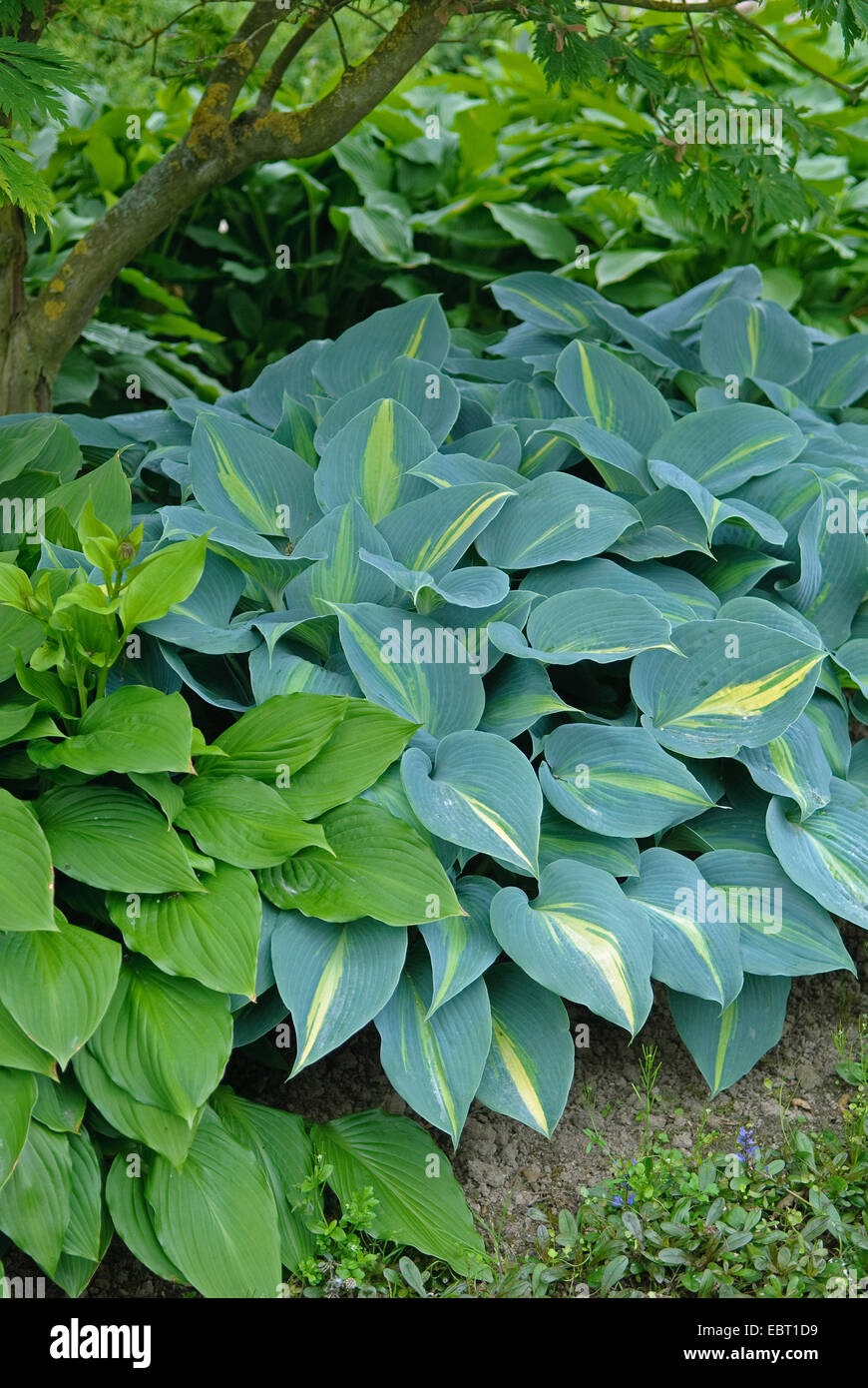 Piantaggine lily (Hosta "tocco di classe', Hosta tocco di classe), cultivar tocco di classe Foto Stock