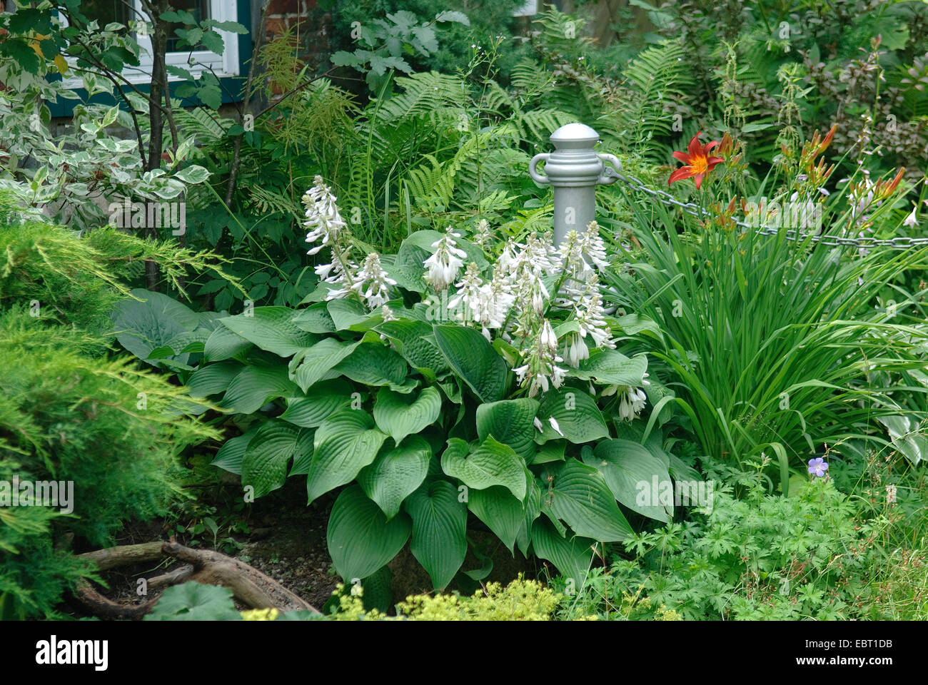 Piantaggine lily (Hosta ventricosa), fioritura Foto Stock