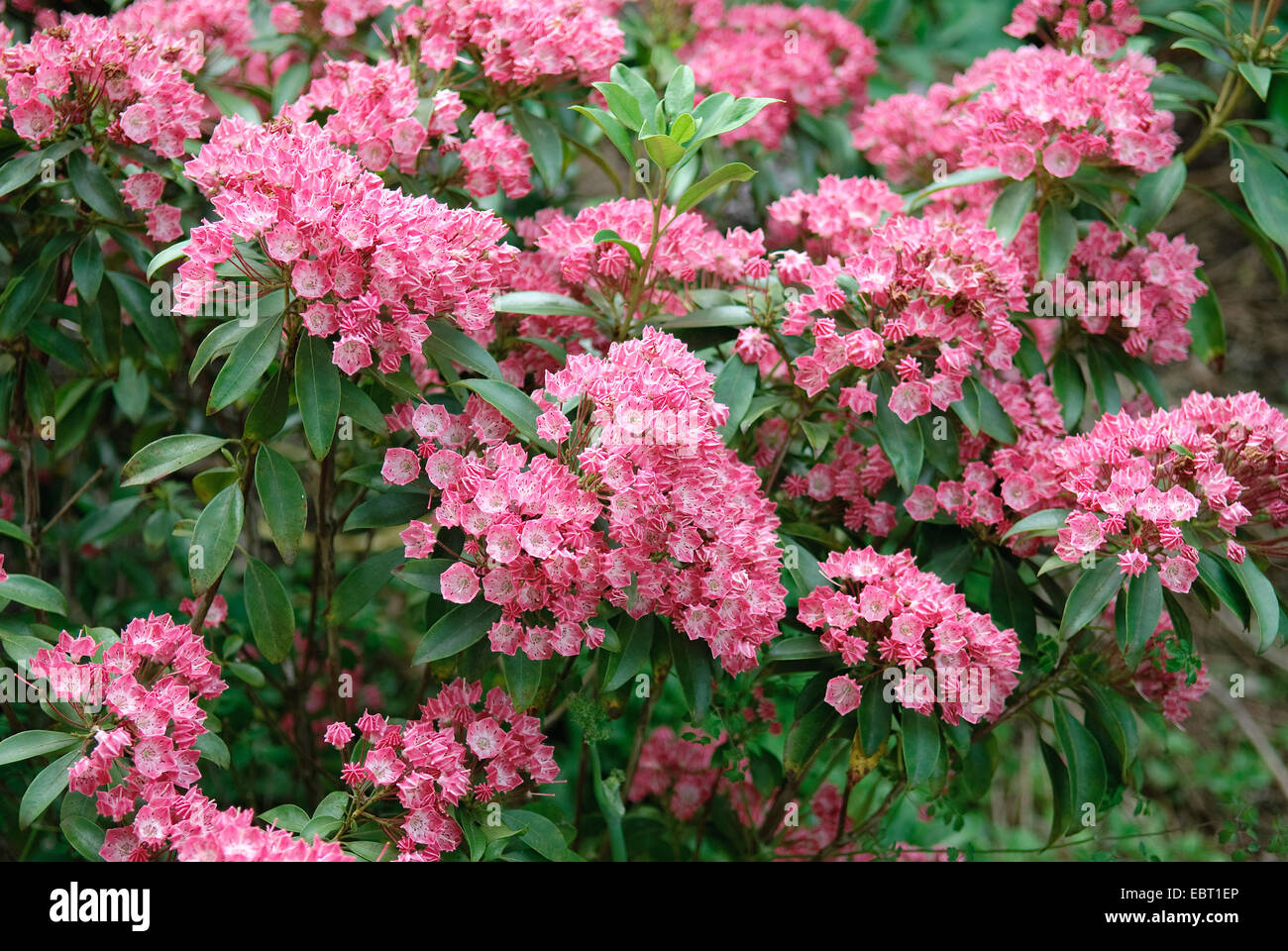 Mountain laurel (Kalmia latifolia 'Pinkobello', Kalmia latifolia Pinkobello), cultivar Pinkobello, fioritura Foto Stock