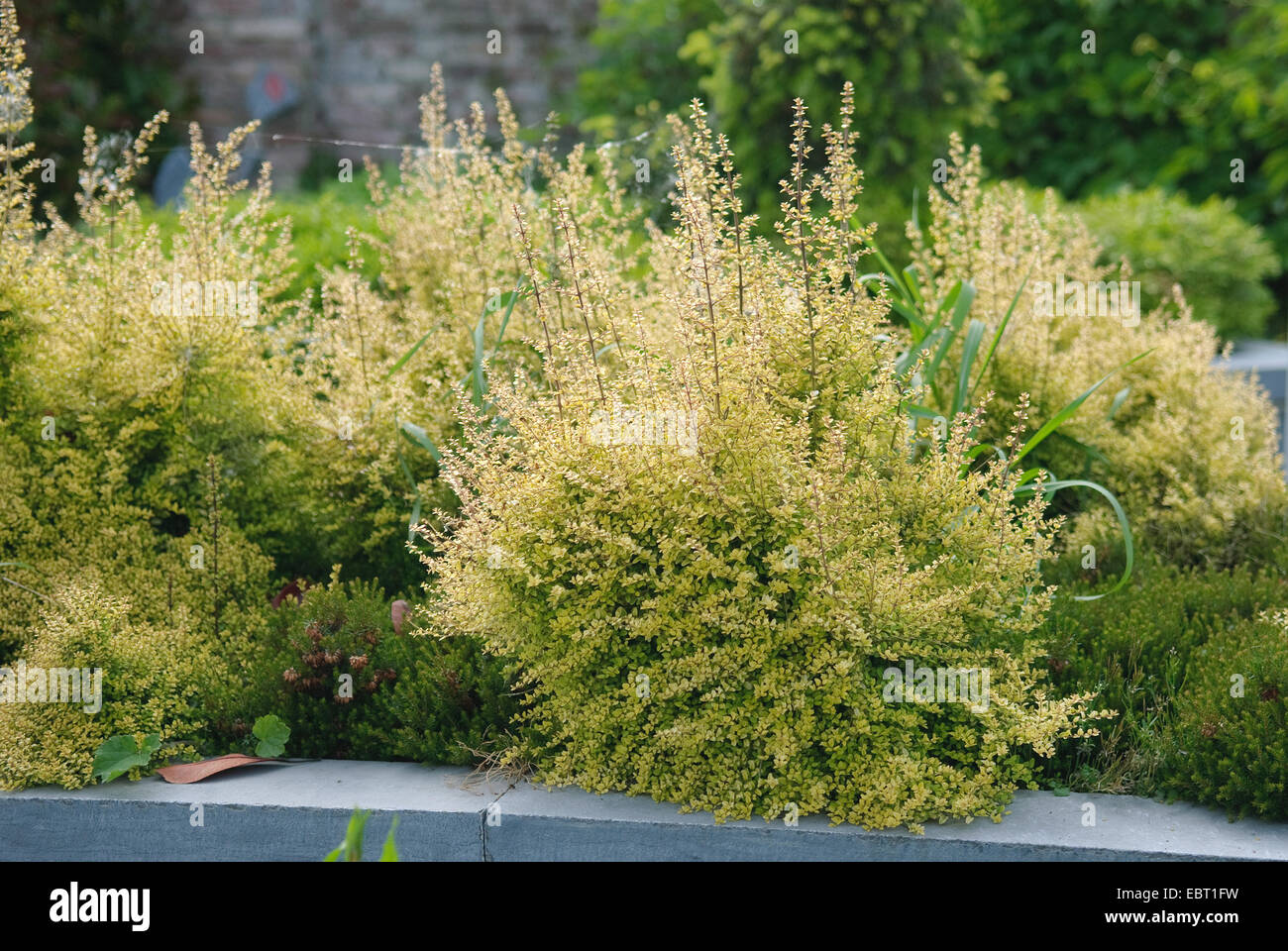 Caprifoglio Boxleaf, Wilson (caprifoglio Lonicera nitida Baggesen "d'Oro", Lonicera nitida Baggesen è oro), cultivar Baggesen è oro in un giardino Foto Stock