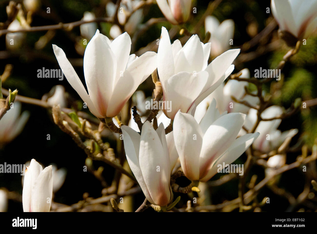 Huangshan magnolia (Magnolia cylindrica), fiori Foto Stock