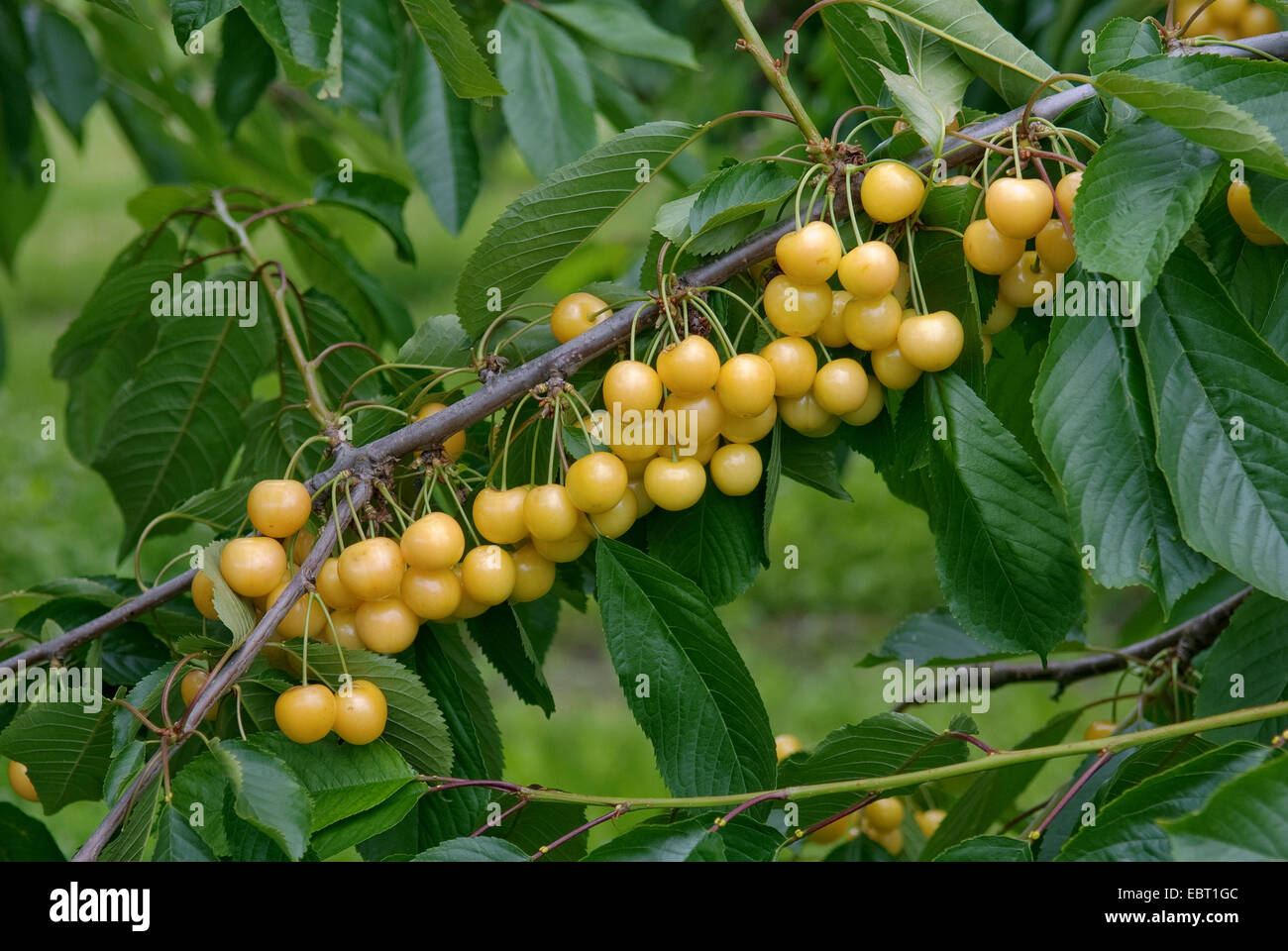 Il ciliegio, ciliegio dolce (Prunus avium 'Najella', Prunus avium Najella), cultivar Najella Foto Stock