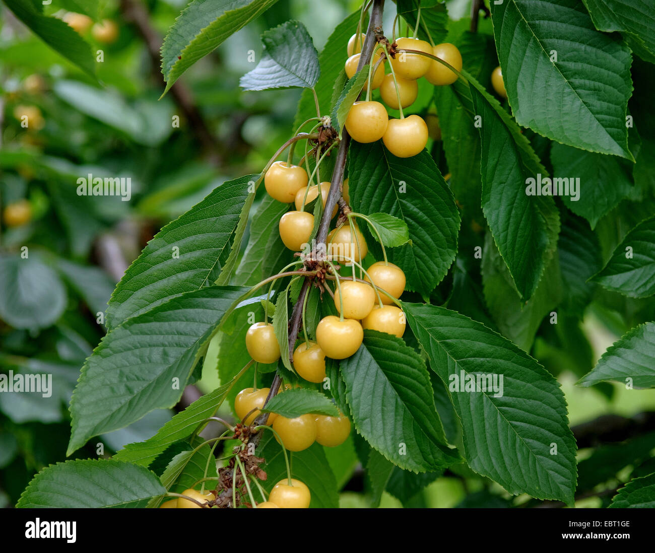 Il ciliegio, ciliegio dolce (Prunus avium 'Najella', Prunus avium Najella), cultivar Najella Foto Stock