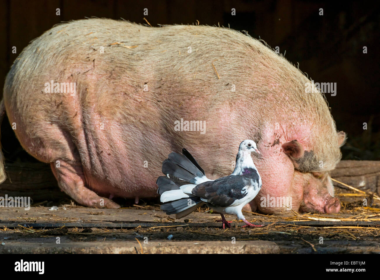 Suini domestici (Sus scrofa f. domestica), fiocco piccione e panciuta pig insieme nella stalla, in Germania, in Renania settentrionale-Vestfalia Foto Stock