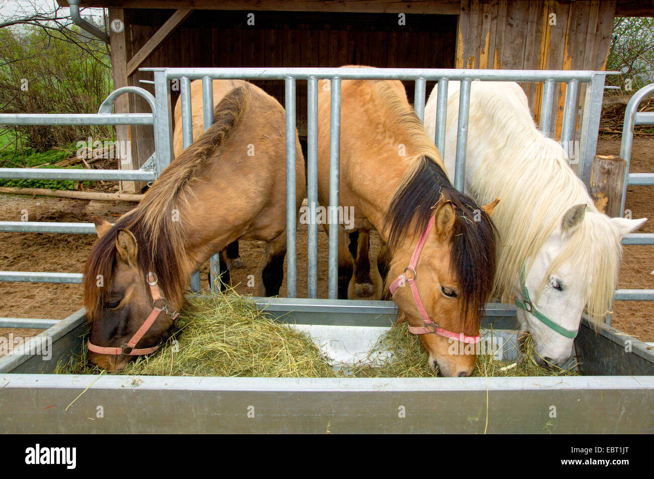 Cavalli domestici (Equus przewalskii f. caballus), cavalli che alimenta fieno, in Germania, in Baviera, Alta Baviera, Baviera superiore Foto Stock