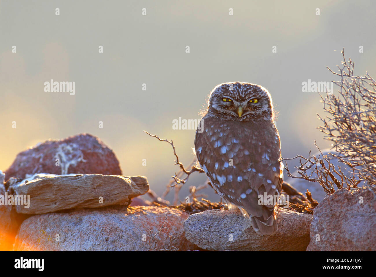 Civetta (Athene noctua), il gufo seduto su una stonewall in serata, Grecia, Lesbo Foto Stock