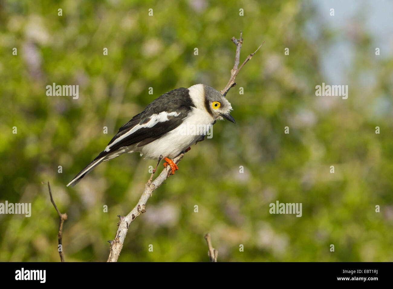 Long-crested casco shrike (Prionops plumata), seduto su un branc, Sud Africa, Hluhluwe-Umfolozi Parco Nazionale Foto Stock