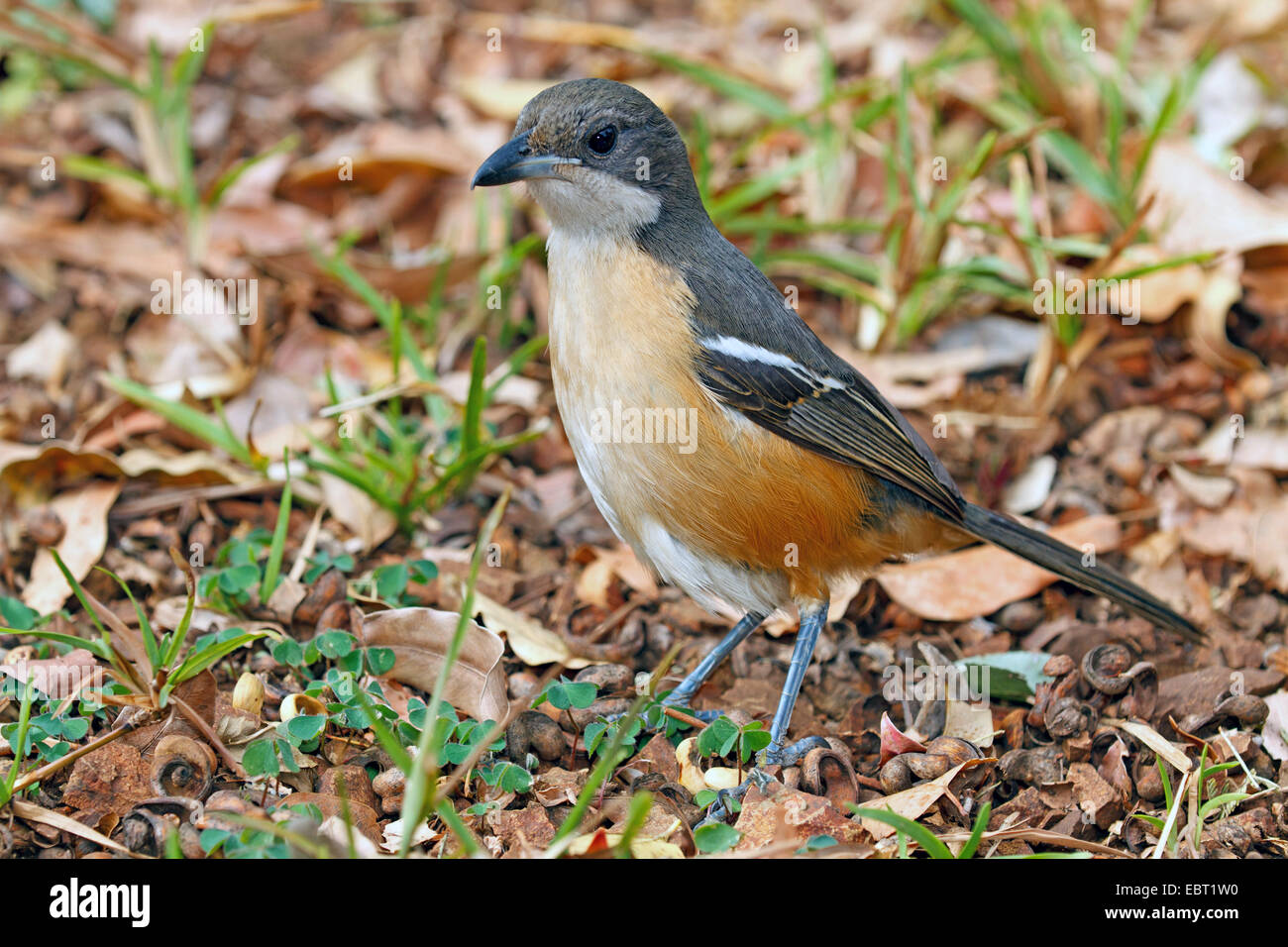 Southern Boubou (Laniarius ferrugineus), seduto a terra, Sud Africa, Krueger National Park Foto Stock