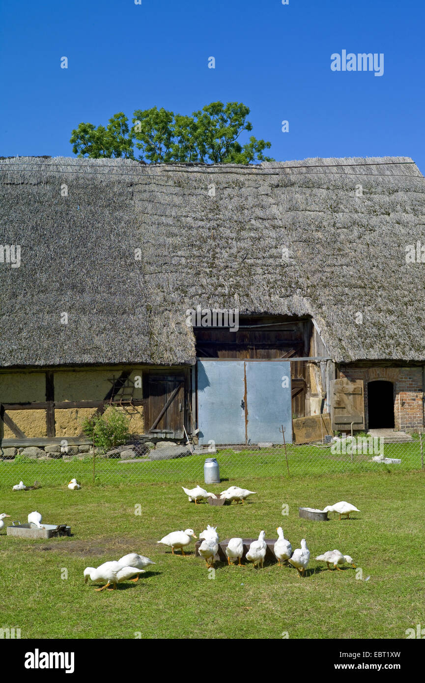 Oca domestica (Anser anser f. domestica), antica fattoria con free-variava oche, Germania, Meclemburgo-Pomerania, Usedom, Gnitz Foto Stock