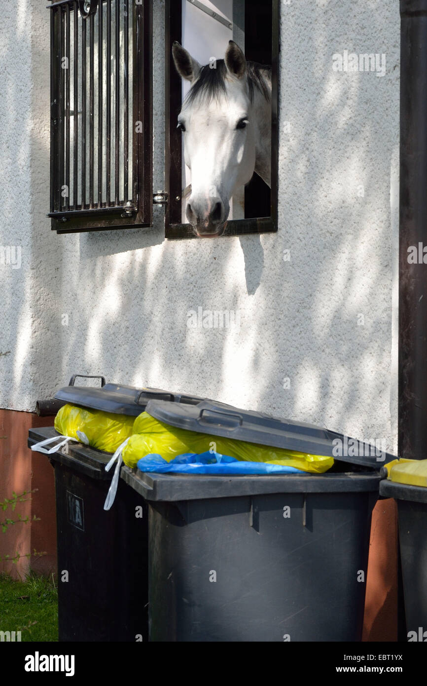 Cavalli domestici (Equus przewalskii f. caballus), cavallo guardando fuori il van per cavalli su pattumiere, in Germania, in Renania settentrionale-Vestfalia, la zona della Ruhr, Castrop-Rauxel Foto Stock