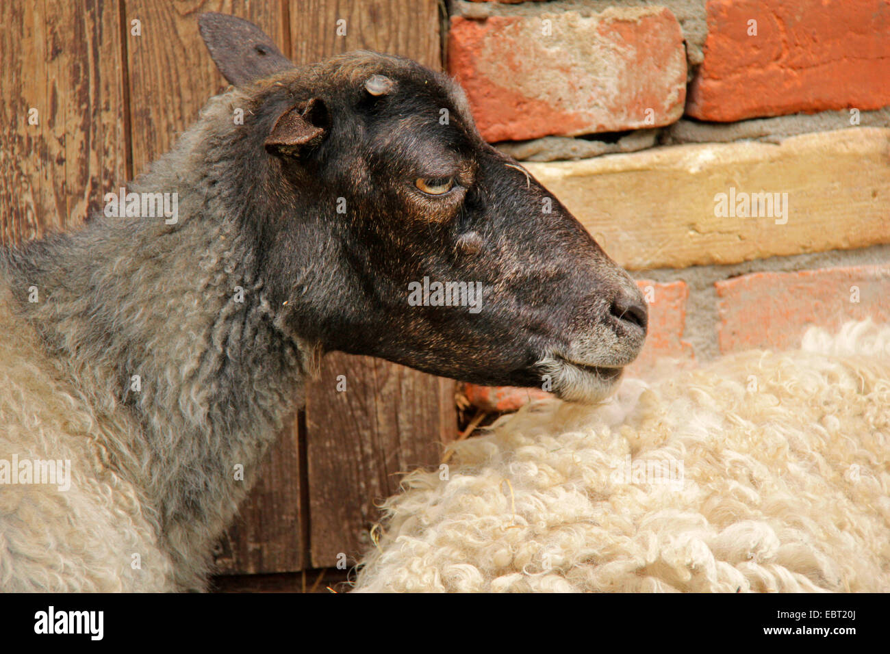 Pecore Skudde (Ovis ammon f. aries), in via di estinzione della razza, Germania, il Land Brandeburgo Foto Stock