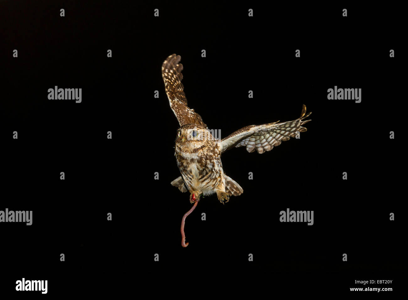 Civetta (Athene noctua), avvicinandosi alla grotta di allevamento con vite senza fine in una griffa, in Germania, in Renania settentrionale-Vestfalia, Langenberg Foto Stock