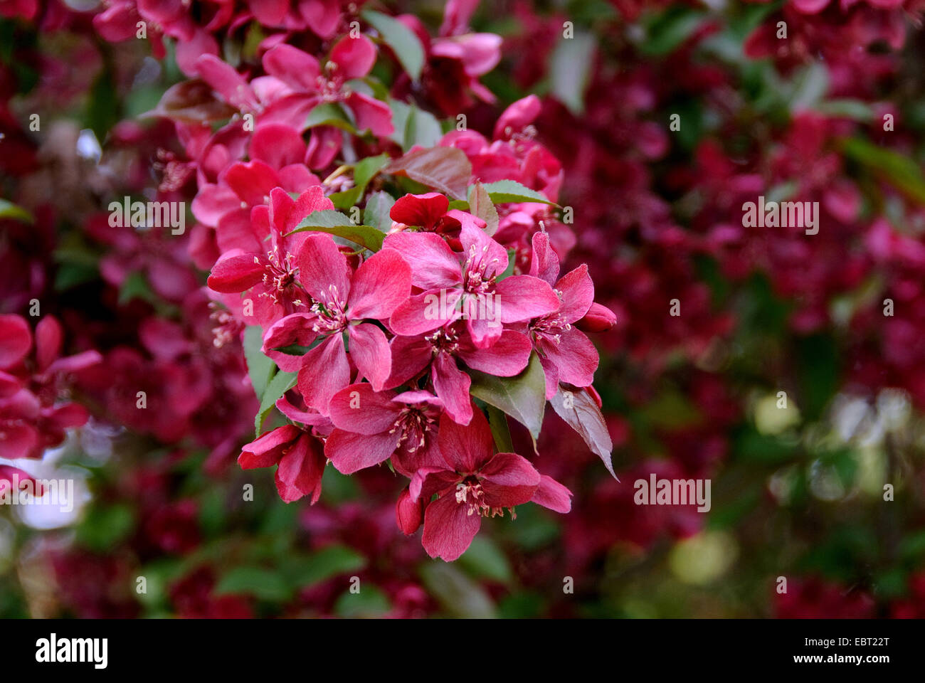 Apple ornamentali tree (Malus "royalty", Malus Royalty), cultivar di royalty, fioritura Foto Stock