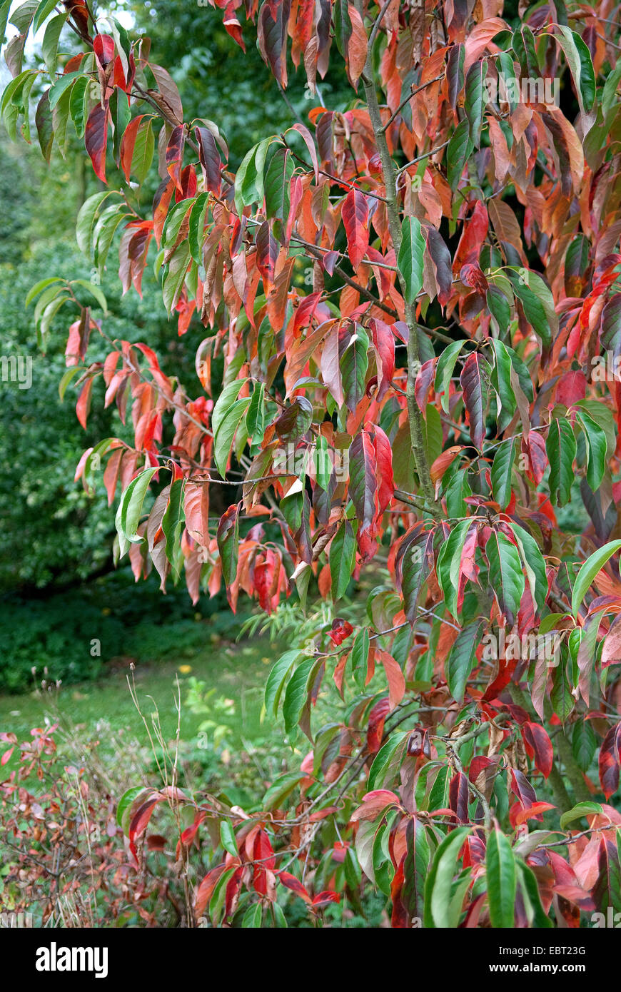 Tupelo cinese (Nissa sinensis 'Jim Russel', Nissa sinensis Jim Russel), cultiar Jim Russel in autunno Foto Stock
