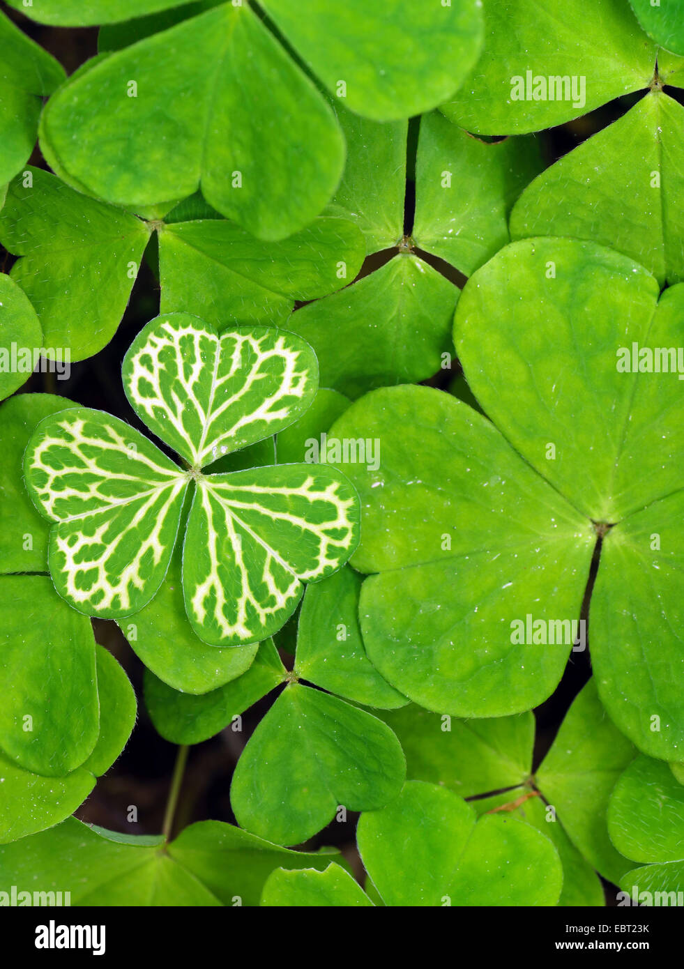 Comune acetosa in legno, legno-sorrel, irlandese shamrock (Oxalis acetosella), esce dal di sopra con venatura bianca, in Germania, in Baviera, Alta Baviera, Baviera superiore Foto Stock