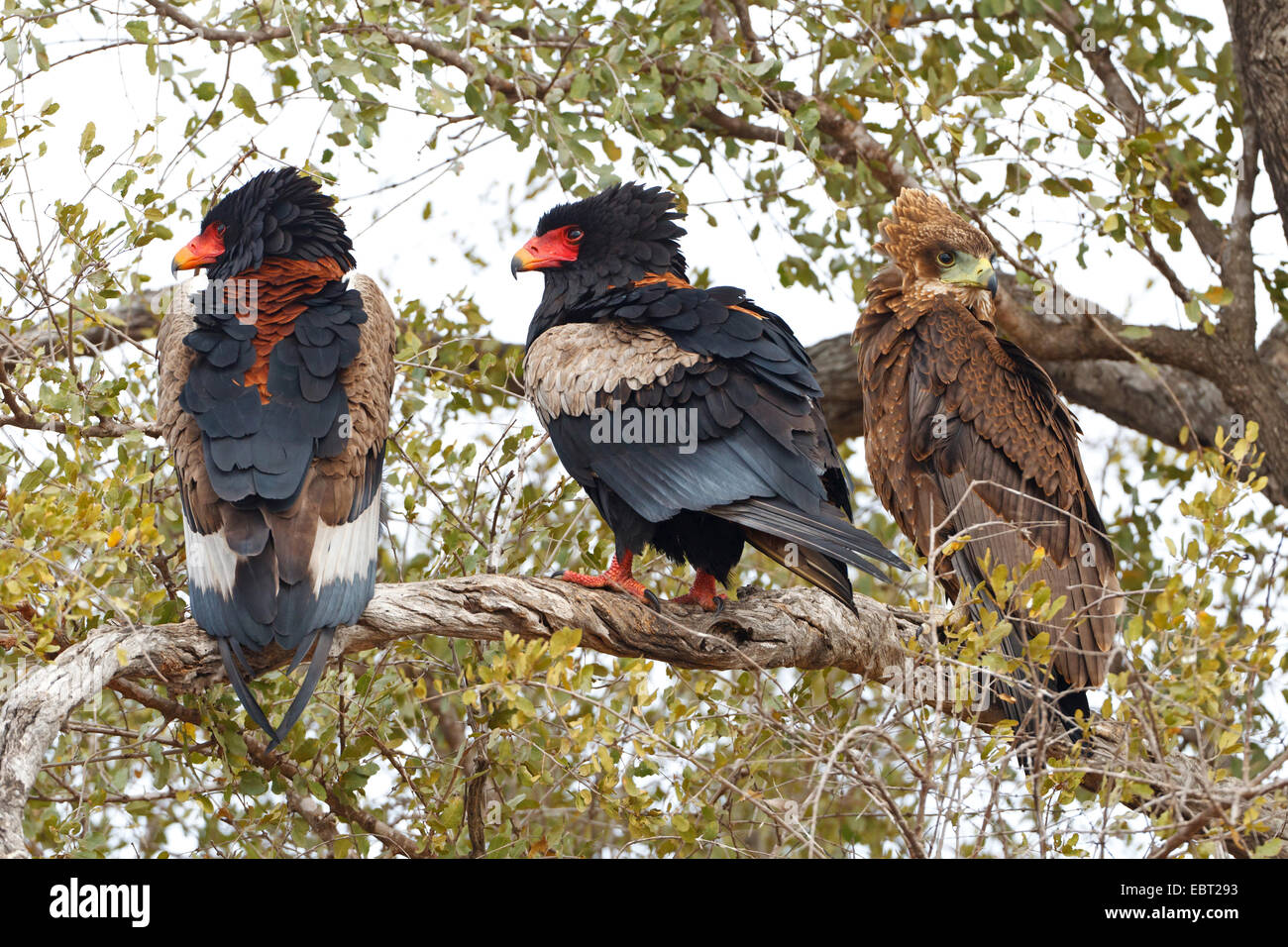 Bateleur, Bateleur eagle (Terathopius ecaudatus), due comuni esemplari di colore nero e una rara rosolare un udienza insieme su un albero, Sud Africa, Krueger National Park Foto Stock