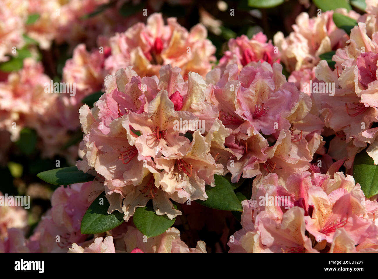 Rhododendron (Rhododendron 'Brasilia', rododendro Brasilia), cultivar Brasilia Foto Stock