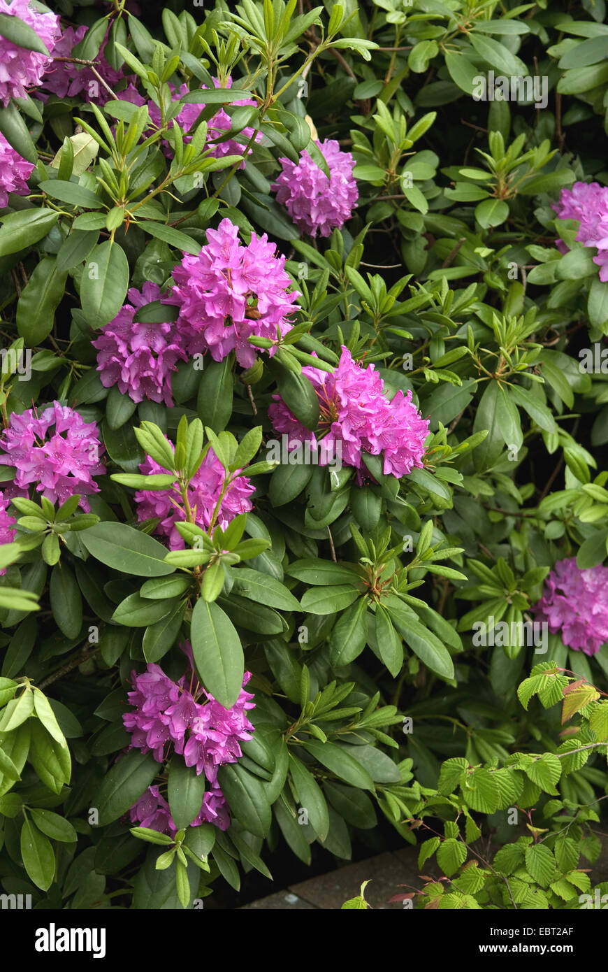 Rhododendron (Rhododendron 'Roseum Elegans', rododendro Roseum elegans), cultivar Roseum elegans Foto Stock