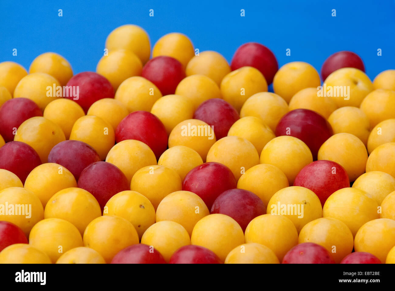 Cherry Plum, Myrobalan prugna (prunus cerasifera), rosso e giallo, myrobalans Laussnitz Foto Stock