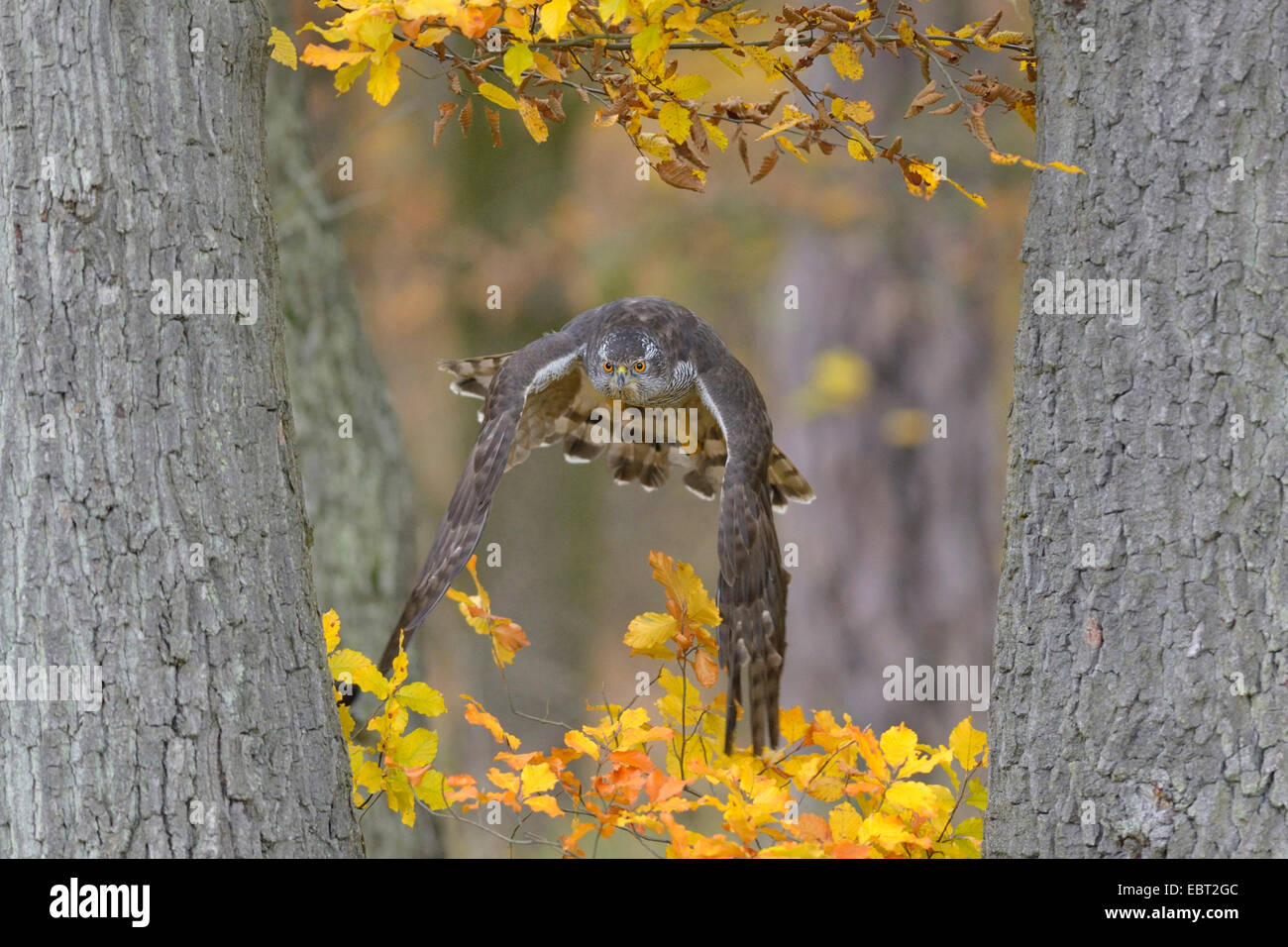 Astore (Accipiter gentilis), femmina adulta volando attraverso due querce in autunno la colorazione in cerca di preda, GERMANIA Baden-Wuerttemberg Foto Stock