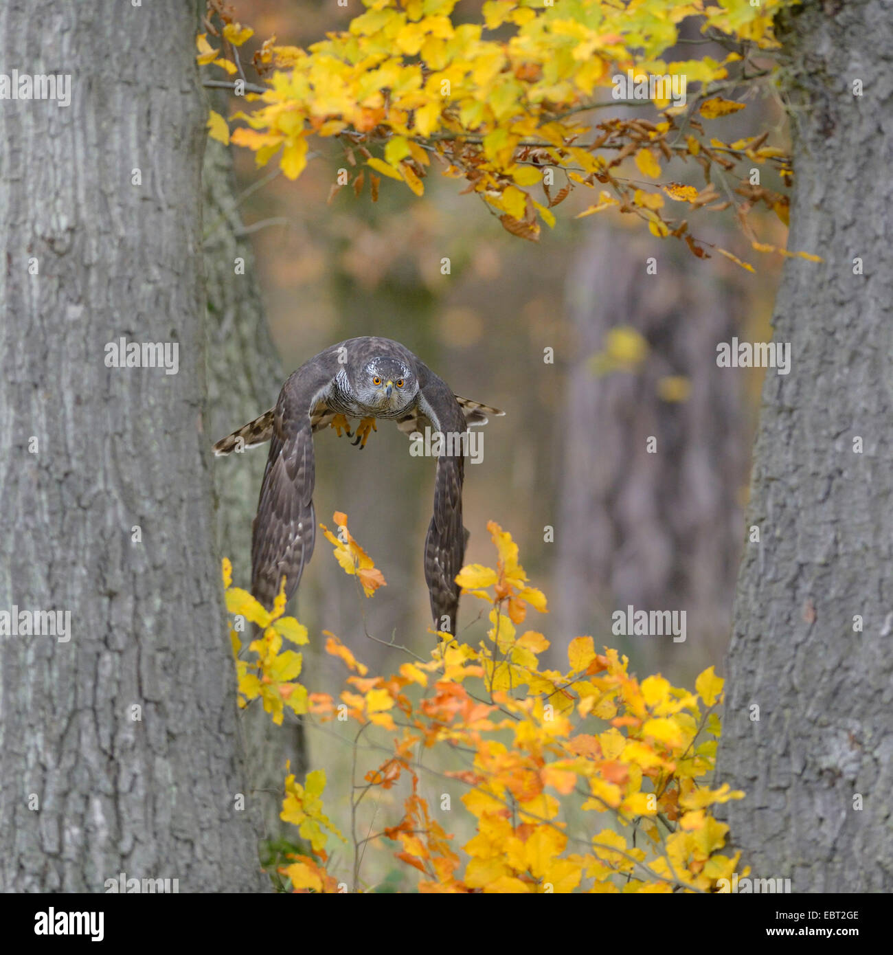 Astore (Accipiter gentilis), femmina adulta volando attraverso due querce in autunno la colorazione in cerca di preda, GERMANIA Baden-Wuerttemberg Foto Stock