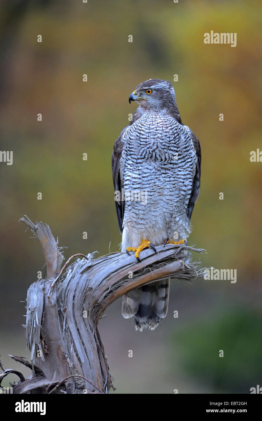 Astore (Accipiter gentilis), adulto in appoggio su un albero morto root, GERMANIA Baden-Wuerttemberg Foto Stock