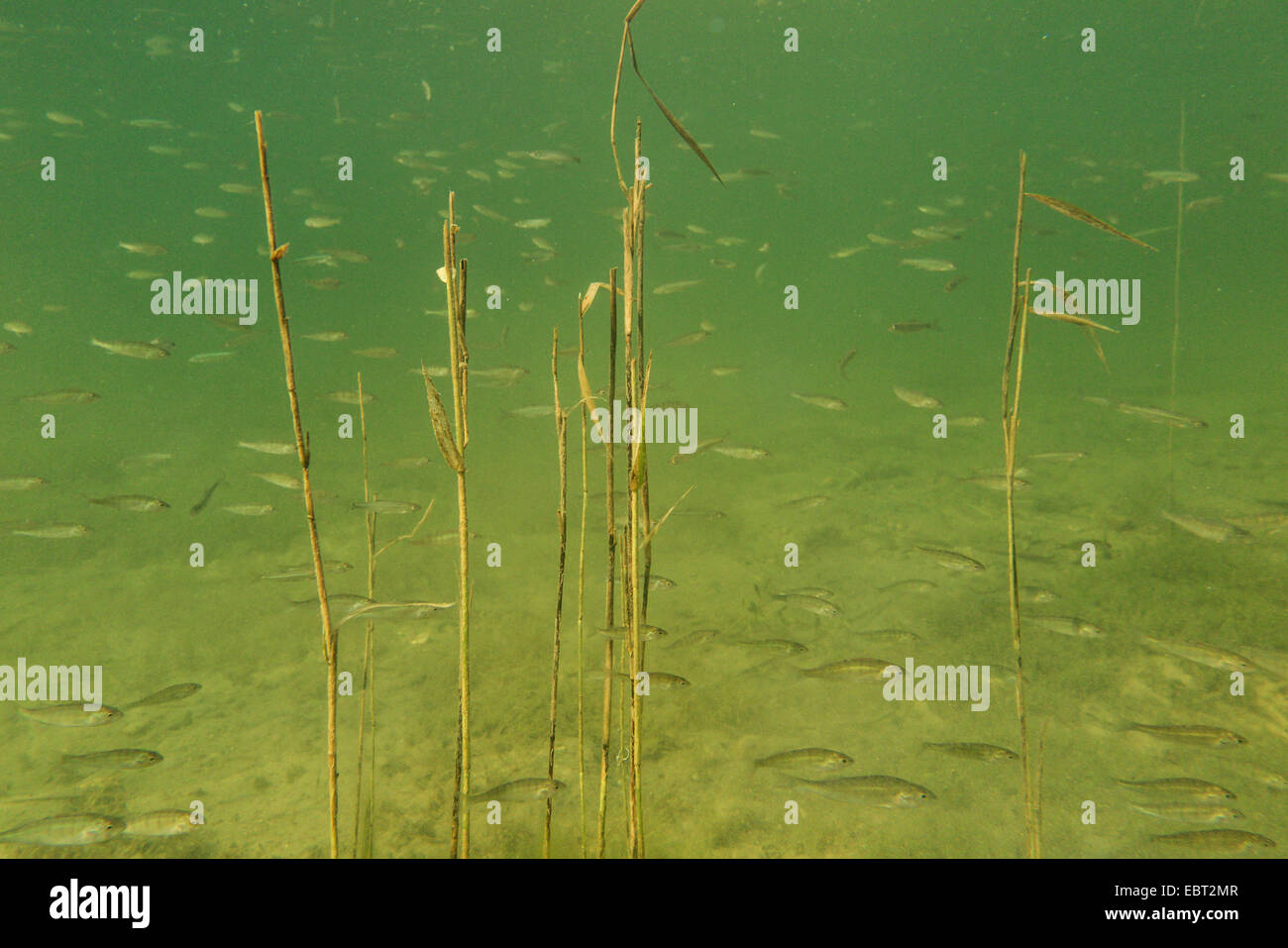 Pesce persico, Europeo persico, Redfin pesce persico (Perca fluviatilis), scuola di novellame di posatoi in acque poco profonde, in Germania, in Baviera, il Lago Chiemsee Foto Stock