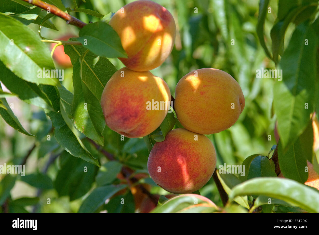 Pesche (Prunus persica "South Haven', Prunus persica South Haven), cultivar South Haven, pesche su un albero Foto Stock