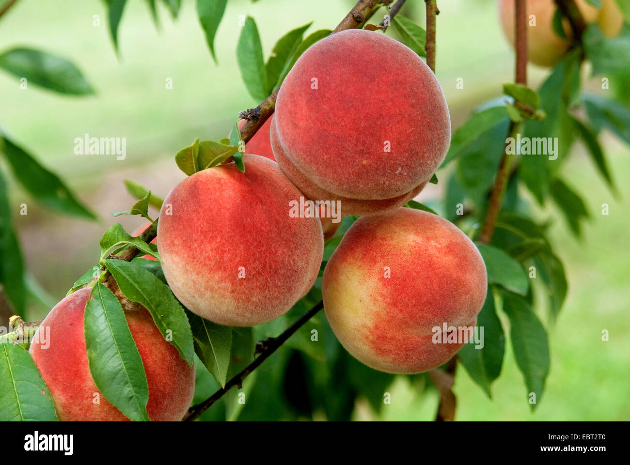 Pesche (Prunus persica 'Bero', Prunus persica Bero), cultivar Bero, pesche su un albero Foto Stock