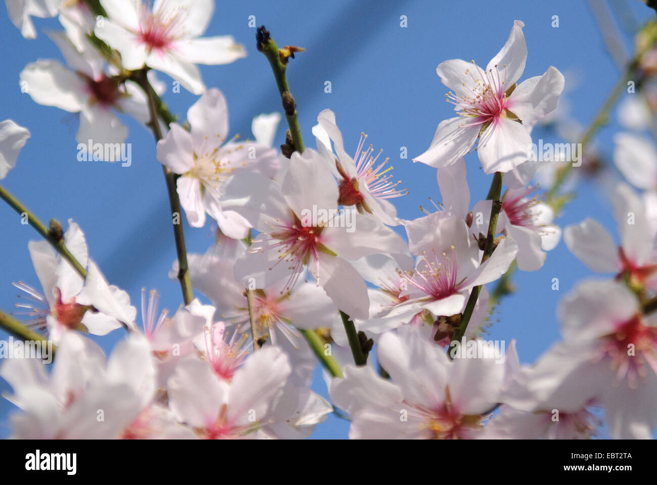 Almond (Prunus dulcis), fiori Foto Stock