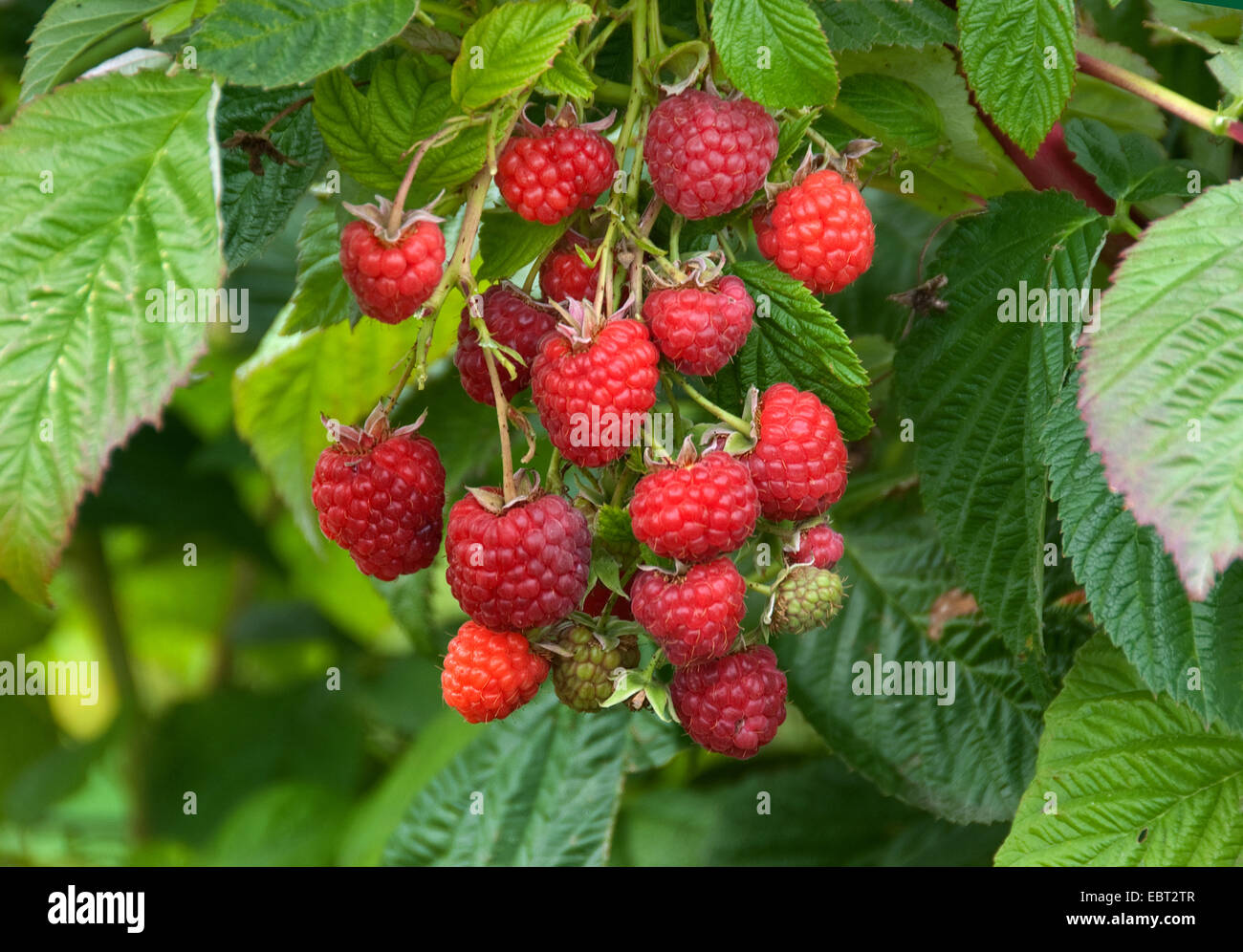 Unione rosso lampone (Rubus idaeus 'Maravilla', Rubus idaeus Maravilla), cultivar Maravilla Foto Stock