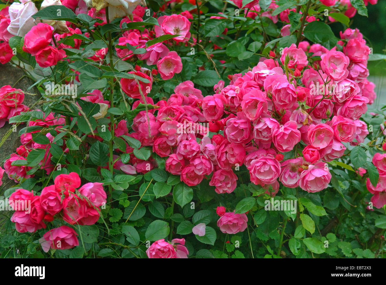 Rose ornamentali (Rosa "Angela' Rosa Angela), cultivar Angela Foto Stock