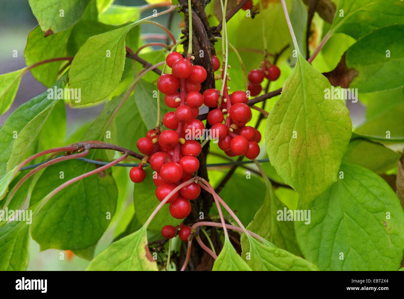 Schisandra, cinque sapore berry (Schisandra chinensis), il ramo con frutti Foto Stock