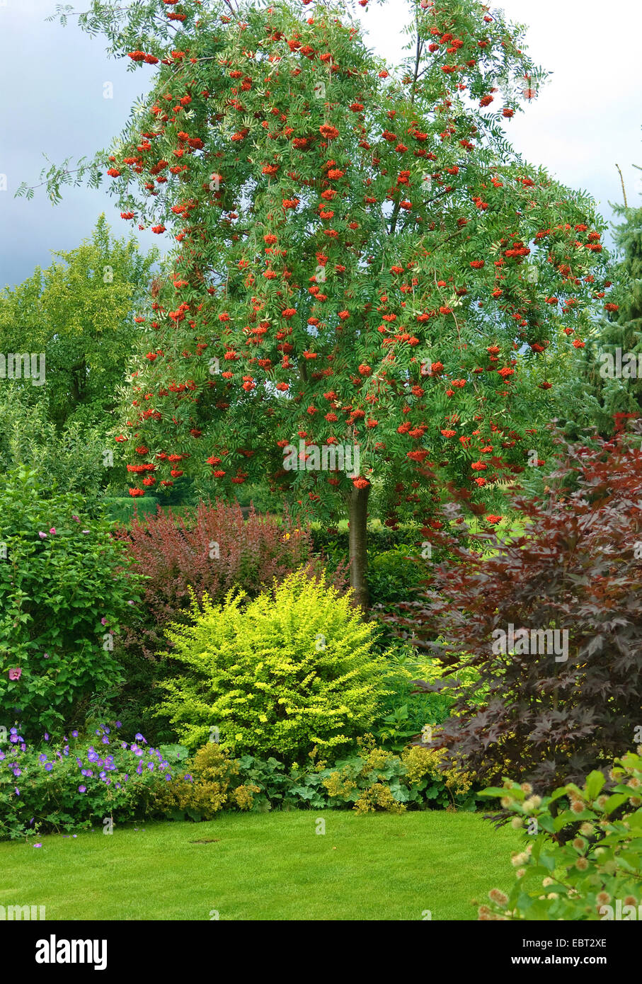 European mountain-cenere, rowan tree (Sorbus aucuparia 'Rosina', Sorbus aucuparia Rosina), cultivar Rosina in un giardino, Germania Foto Stock