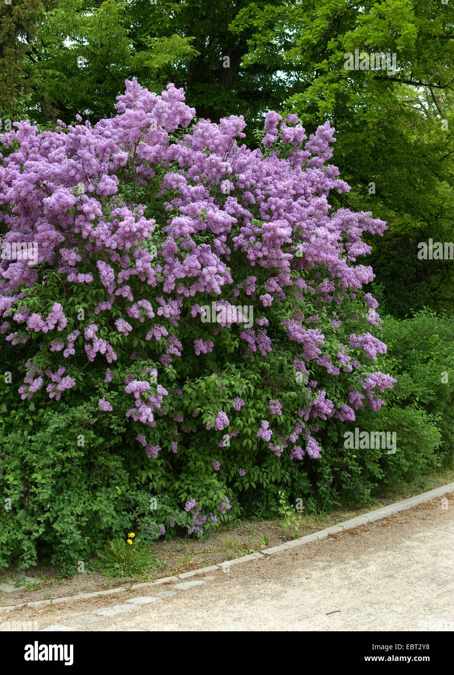 Cinese (lilla Syringa chinensis), fioritura Foto Stock