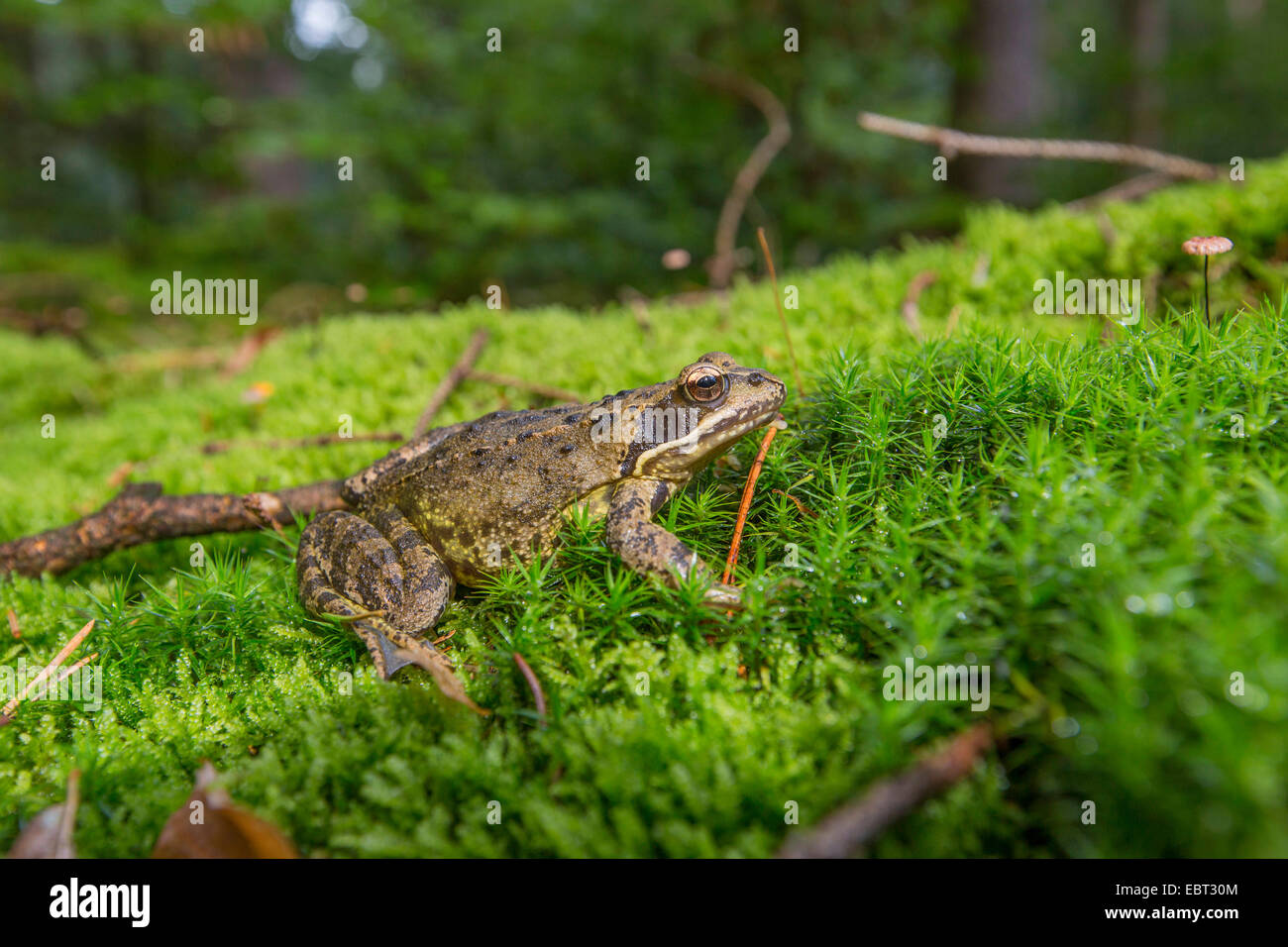 Rana comune, erba (rana temporaria rana), sulla foresta di muschio Terreno , Germania, il Land della Baviera Foto Stock