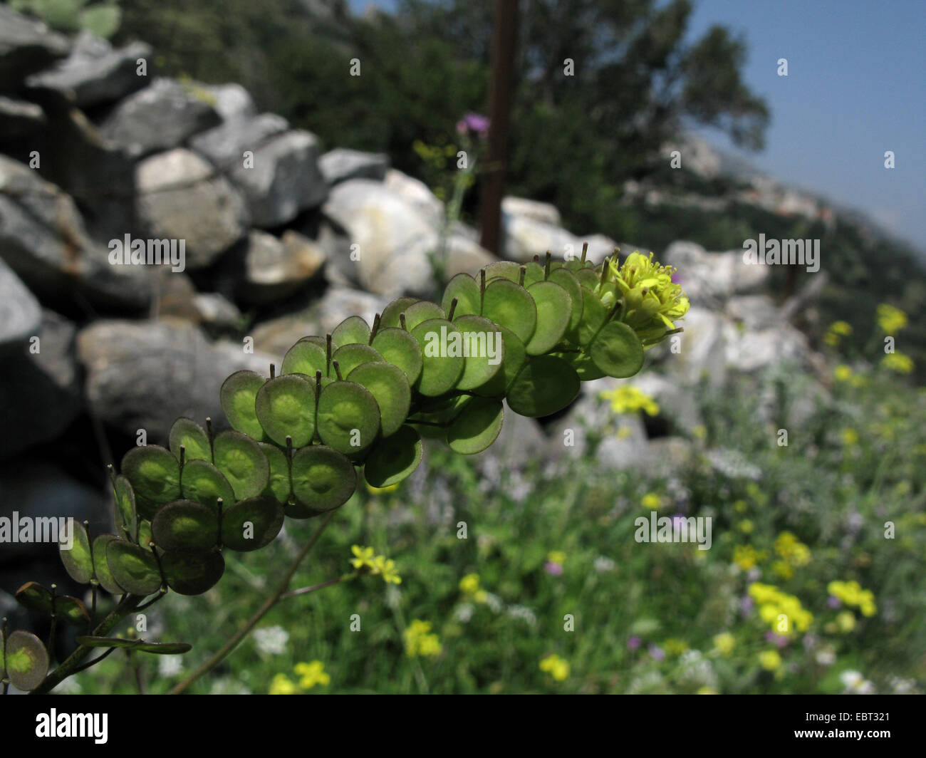 Buckler di senape (Biscutella didyma), infiorescenza, Grecia, PELOPONNESO Foto Stock