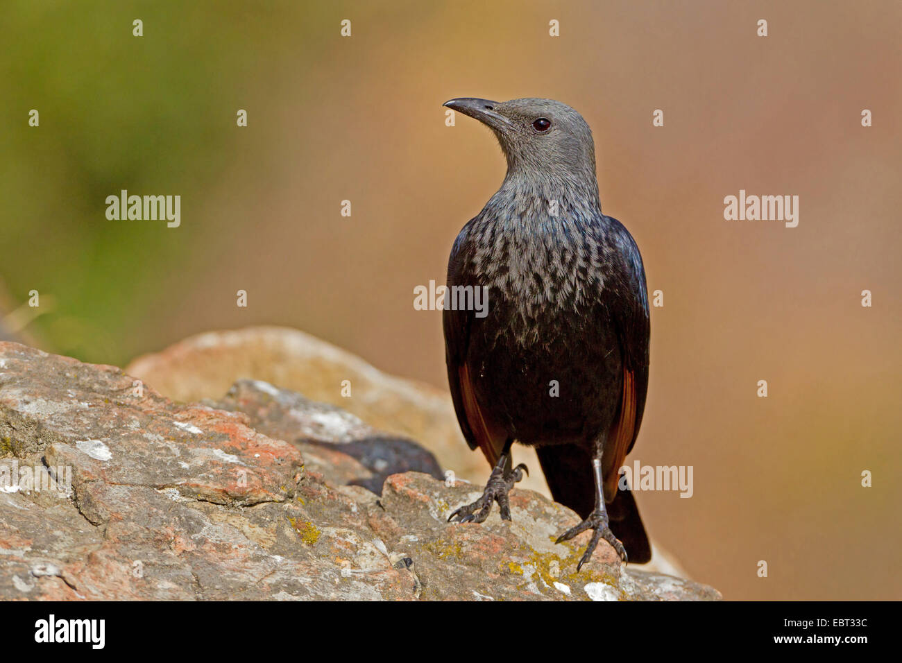 African red-winged starling (Onychognathus morio), femmina seduto su una roccia, Sud Africa, Kwazulu-Natal, castello dei giganti Foto Stock