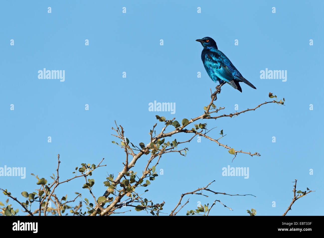 Rosso lucido con spallamento starling (Lamprotornis nitens), seduto su un ramo, Sud Africa, Krueger National Park, inferiore Sabie Camp Foto Stock