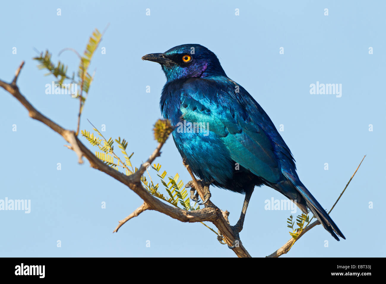 Rosso lucido con spallamento starling (Lamprotornis nitens), seduto su un ramo, Sud Africa, Krueger National Park, inferiore Sabie Camp Foto Stock