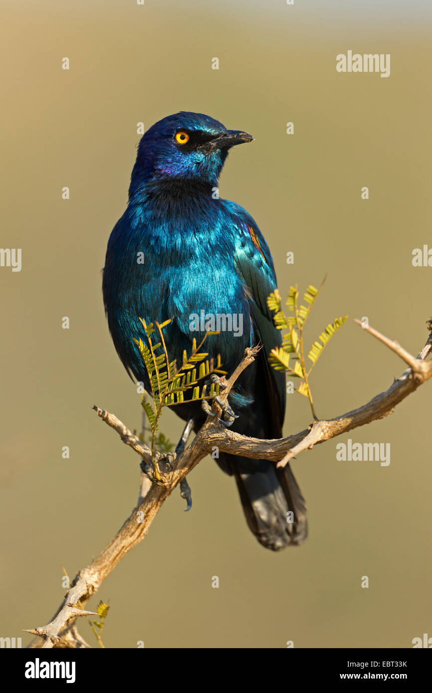 Rosso lucido con spallamento starling (Lamprotornis nitens), seduto su un ramo, Sud Africa, Hluhluwe-Umfolozi National Park, campo Hilltop Foto Stock