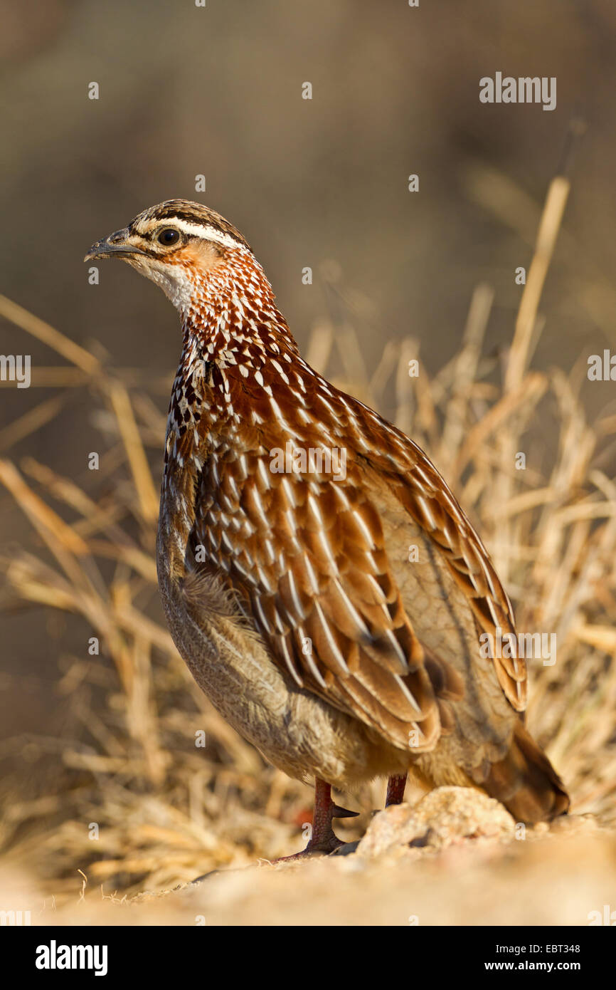 Crested francolin (Francolinus sephaena), seduto a terra, Sud Africa, Krueger National Park, Satara Camp Foto Stock