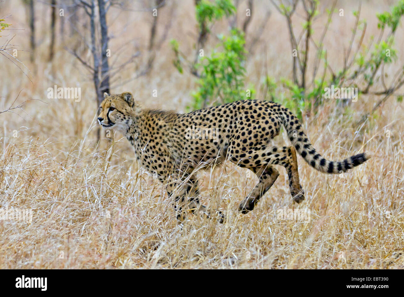 Ghepardo (Acinonyx jubatus) che corre attraverso il alta erba secca della savana in cerca di preda, Sud Africa, Krueger National Park Foto Stock