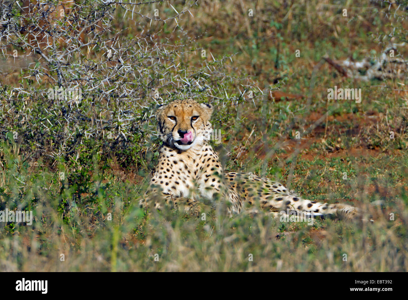 Ghepardo (Acinonyx jubatus), che giace nella savana in appoggio, Sud Africa, Krueger National Park Foto Stock