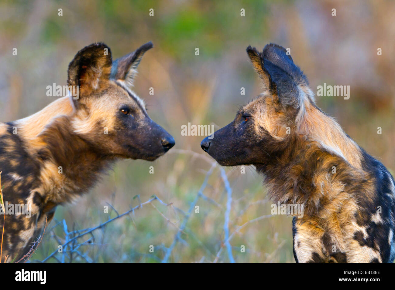 African wild dog (Lycaon pictus), due Paesi africani cani selvatici guardando ogni altro, Sud Africa, Hluhluwe-Umfolozi Parco Nazionale Foto Stock